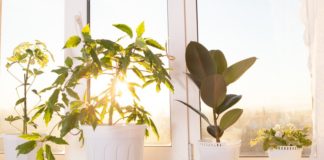 Come riportare le piante in casa