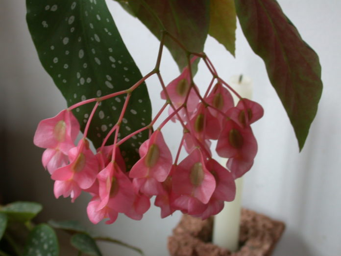 begonia maculata begonia maculata