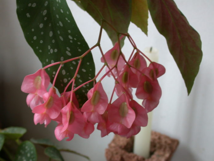 begonia maculata