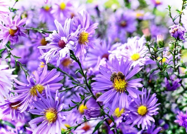 coltivare gli aster