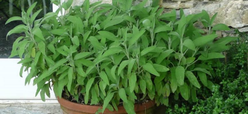 come coltivare la salvia sul balcone