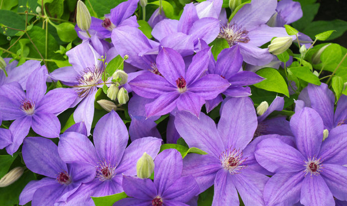 la clematis