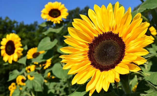 piante da coltivare in giardino i girasoli