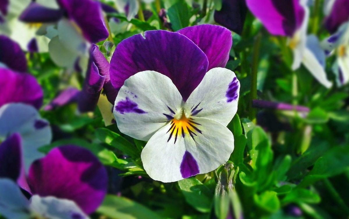 piante da coltivare in giardino la viola del pensiero