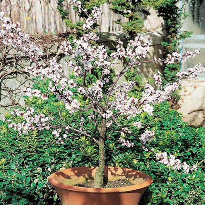 alberi da balcone nani