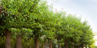 alberi da balcone sempreverdi 2