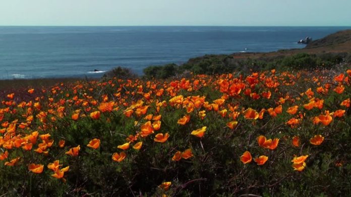 papaveri selvatici dalla california