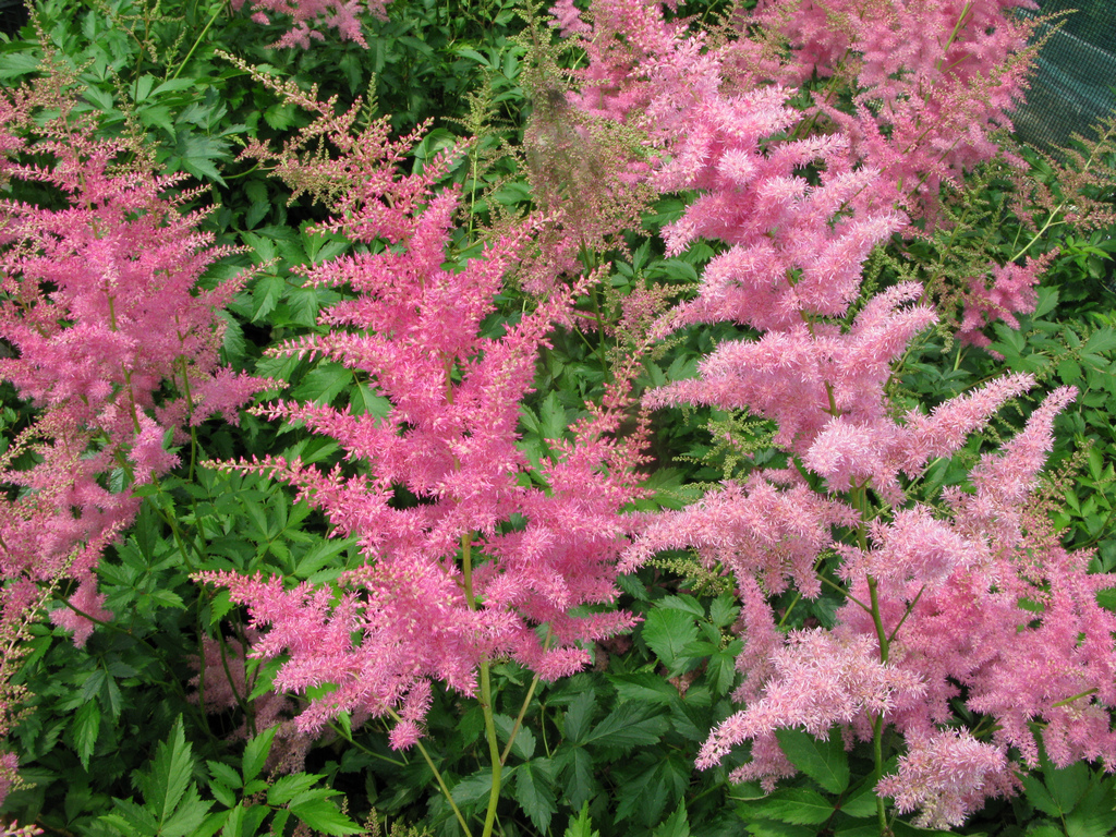 Astilbe Piante da giardino con fiori