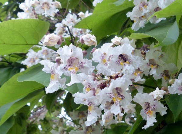 Catalpa Piante da giardino con fiori