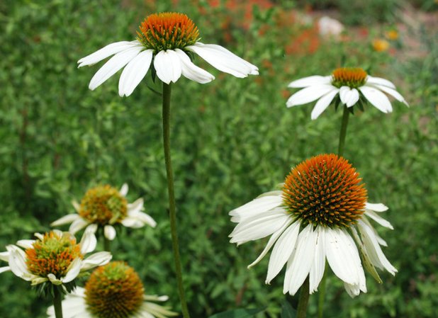 Echinacea Piante da giardino con fiori