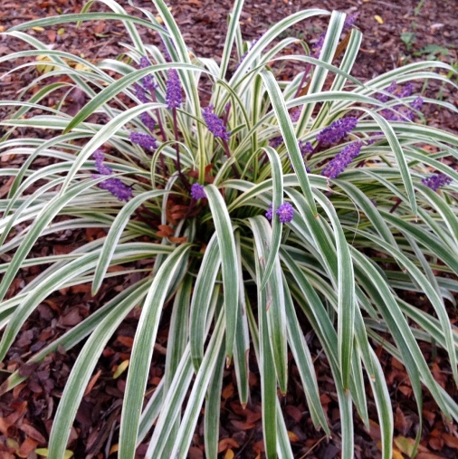 Liriope muscari 