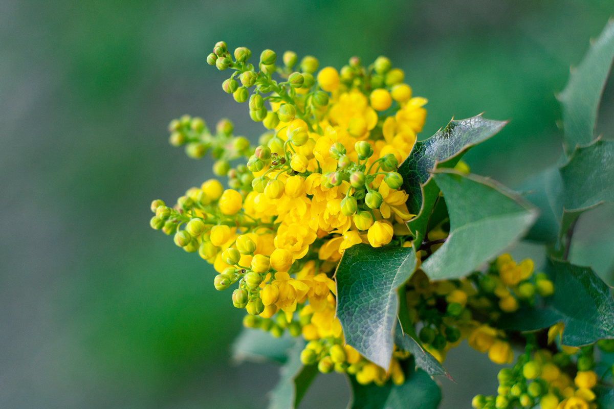 Mahonia 