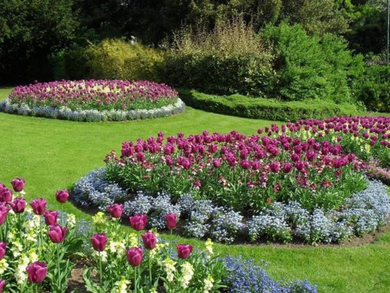 Piante da giardino con fiori, riempire il giardino di colori e profumi