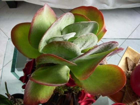 La Rosa Del Deserto Pianta Rosa del deserto, oleandro del madagascar - Casa Live