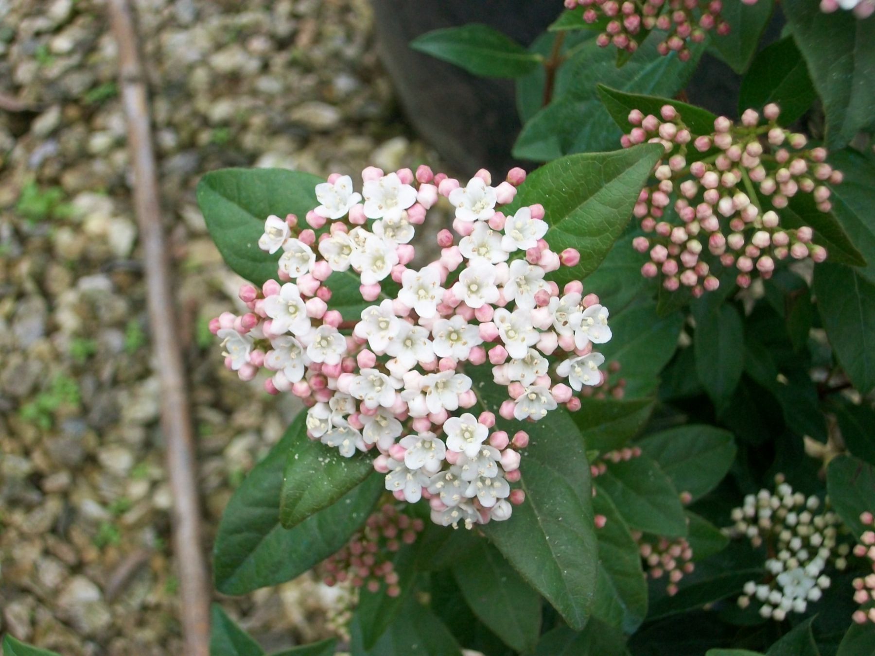 Viburnum thinus 