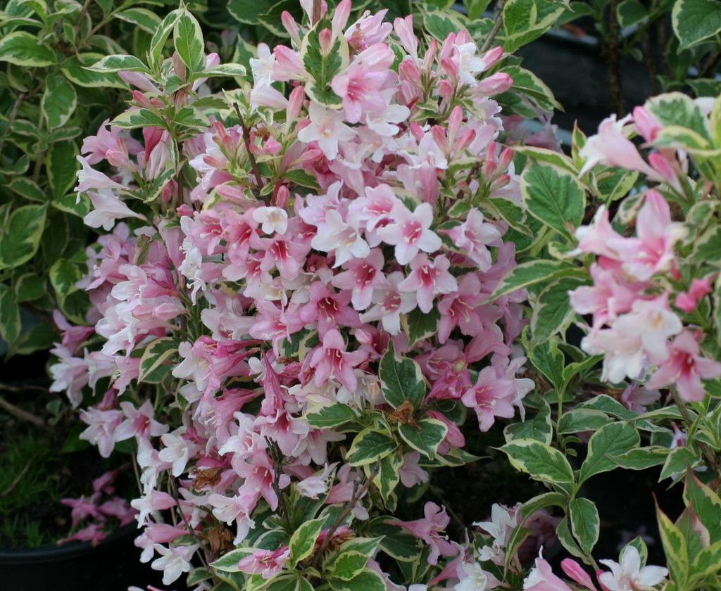 Weigela florida 