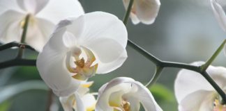 orchidee