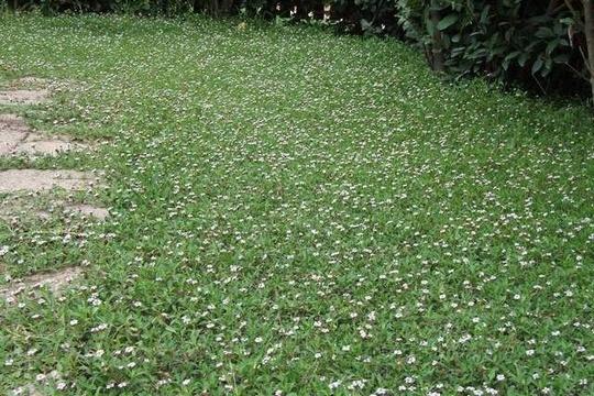 piante tappezzanti e striscianti