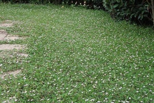 piante tappezzanti e striscianti