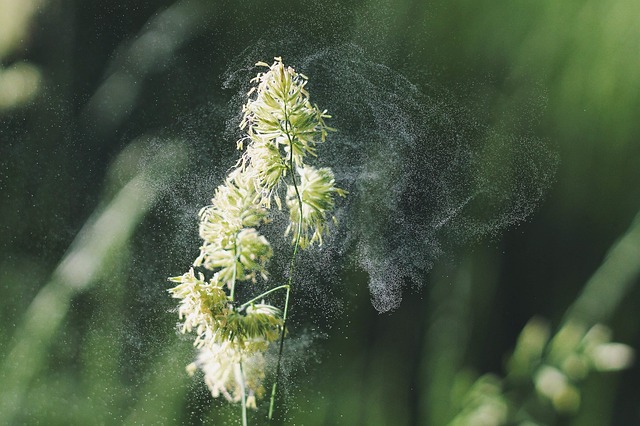 allergie stagionali da polline