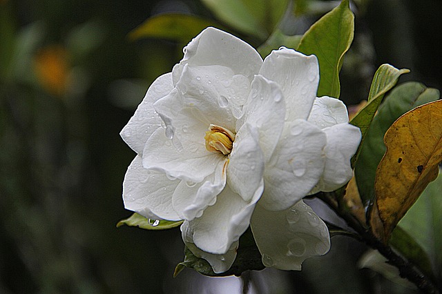 come coltivare la gardenia