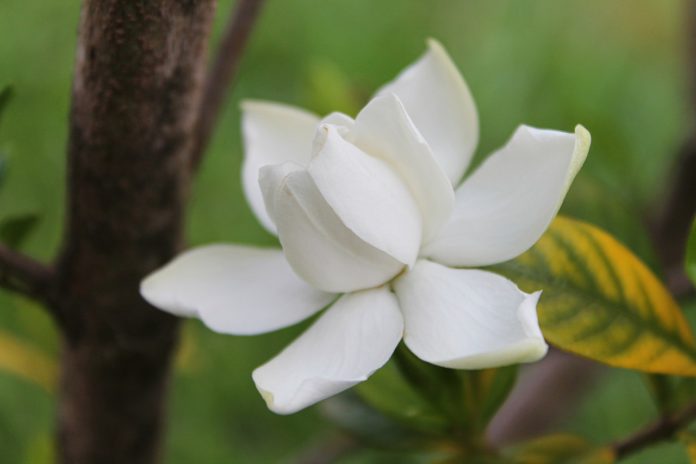 gardenia