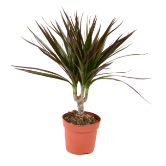 Dracena-Marginata