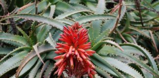 aloe-arborescens