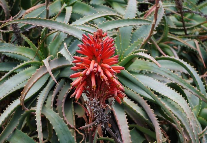 aloe-arborescens