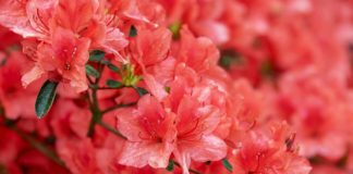 azalea