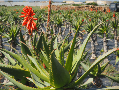 pianta_aloe_arborescens