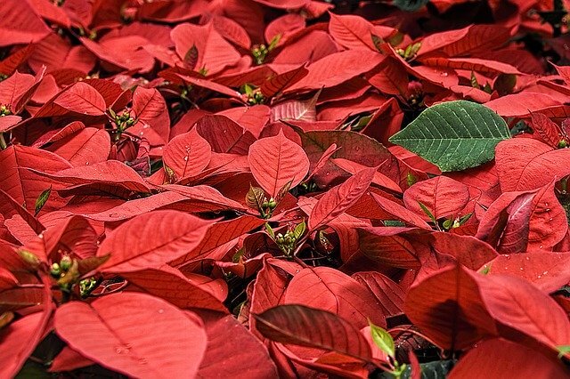 il colore rosso segno di passione