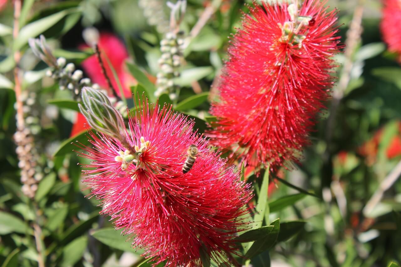 colore al giardino con albizia