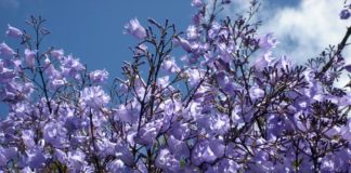 colore al giardino jacaranda