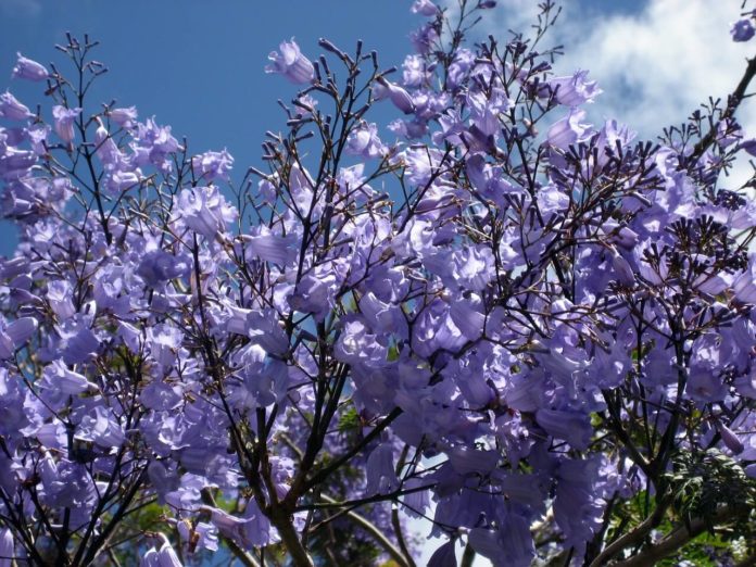 colore al giardino jacaranda