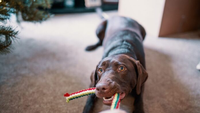 gioco per cani