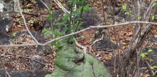 adenia spinosa