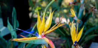 Strelitzia-Reginae