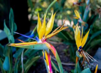 Strelitzia-Reginae