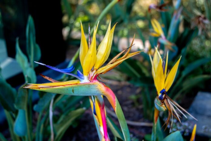 Strelitzia-Reginae