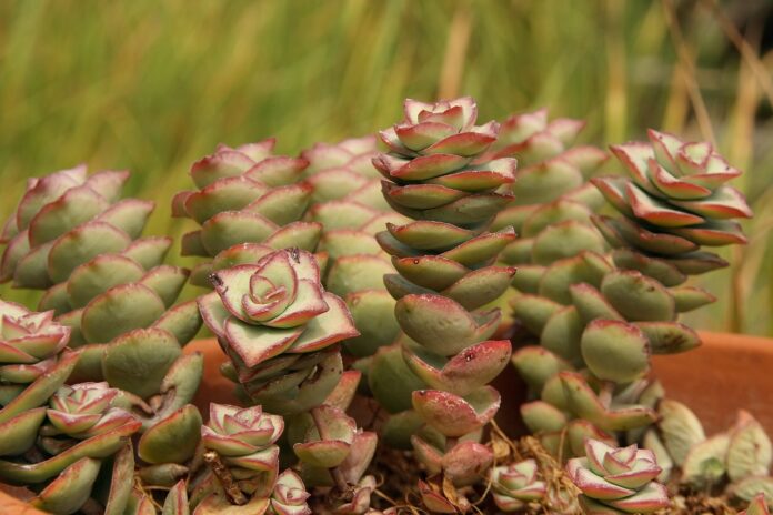 Crassula perforata