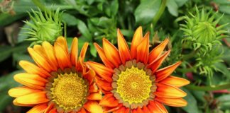 coltivare la gazania