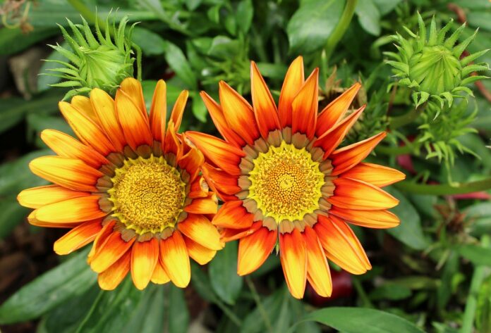 coltivare la gazania