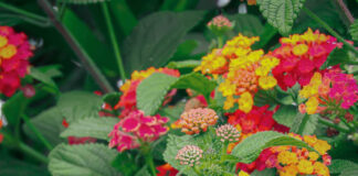 lantana