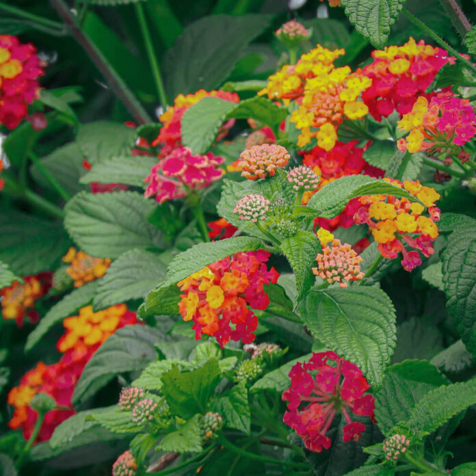 lantana