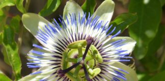 Passiflora Caerulea