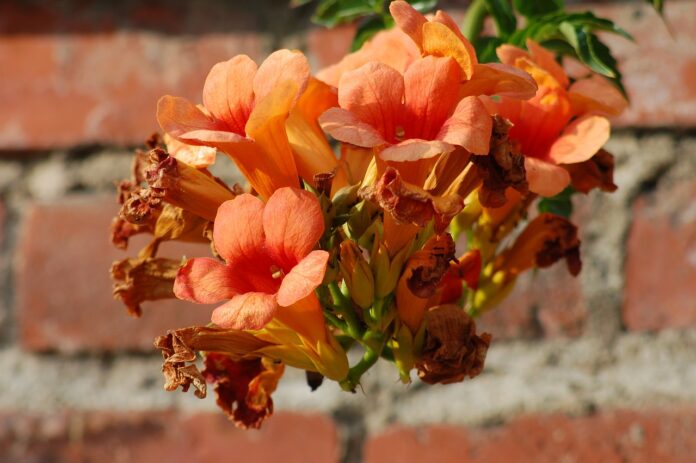 bignonia bignonia