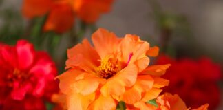 portulaca