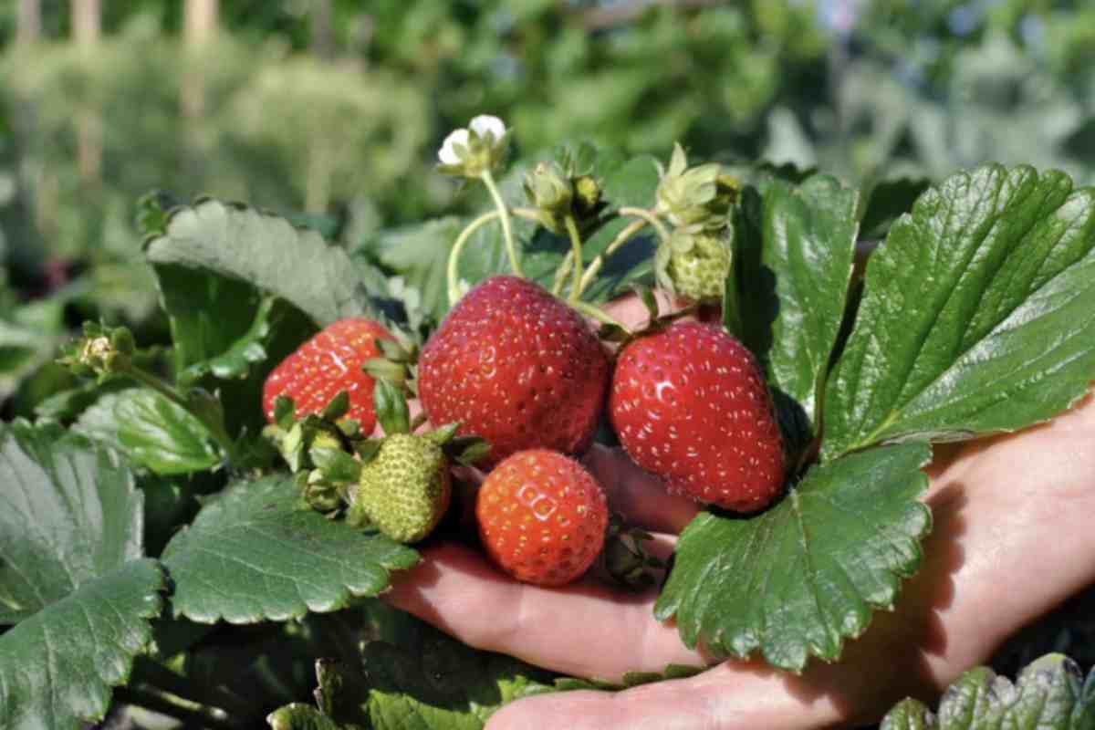Oltre alla corretta gestione degli stoloni, la scelta della varietà di fragola gioca un ruolo fondamentale per ottenere frutti succosi e di grandi dimensioni.