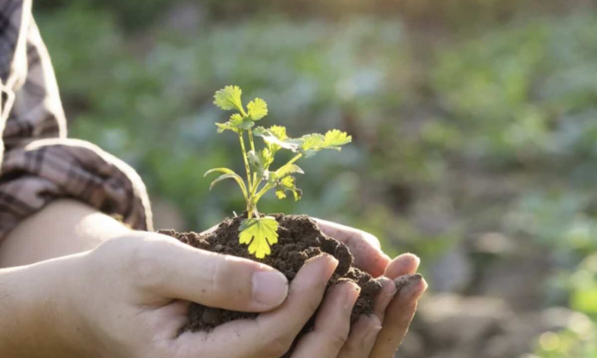Per ottenere fragole di dimensioni eccezionali, è fondamentale conoscere e rispettare alcune pratiche colturali legate alla crescita e alla gestione degli stoloni,